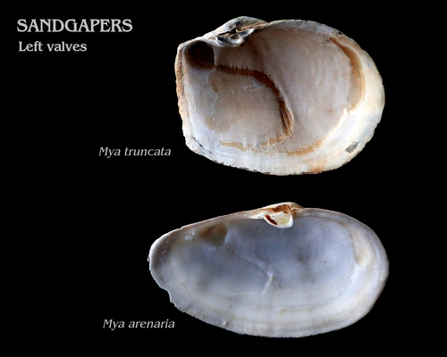 Truncate Softshell Clam