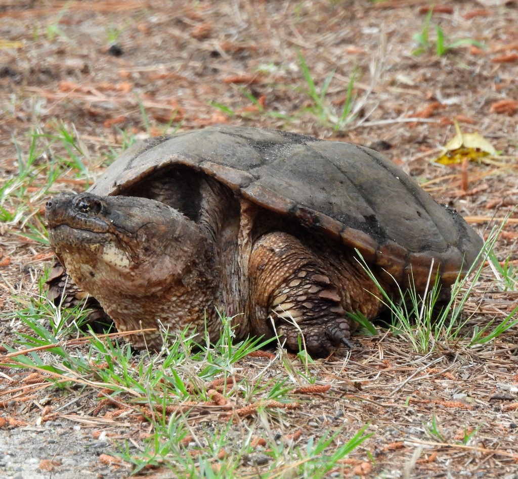 Common Snapping Turtle from Chincoteague National Wildlife Refuge, VA ...