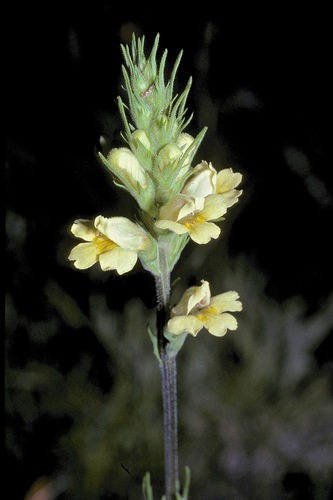 Euphrasia scabra