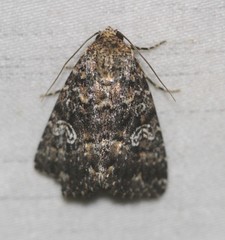 Condica aroana