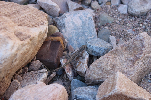 Ornate Tree Lizard