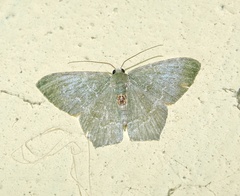 Hemithea