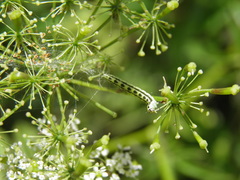 Depressaria chaerophylli