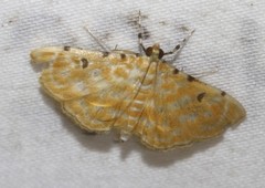 Notarcha aurolinealis
