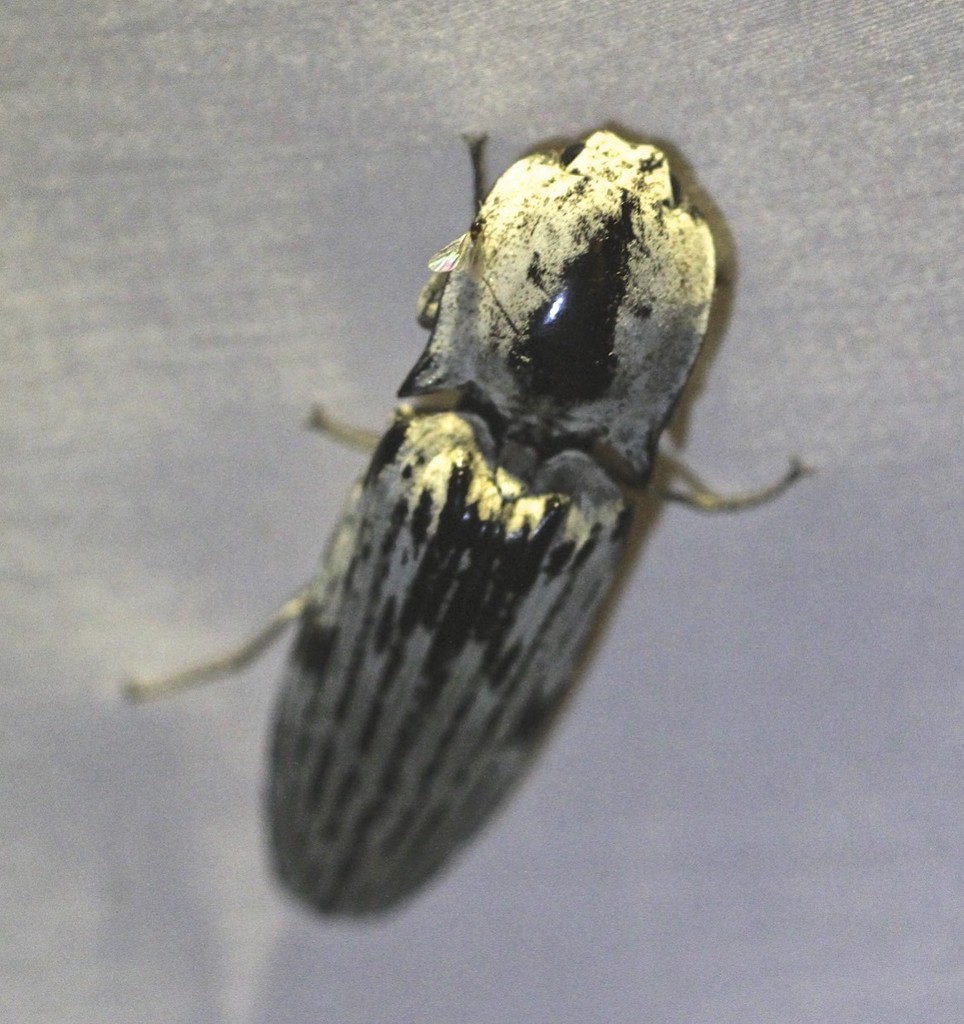 Cryptalaus gigas