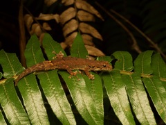 Guibe's Dwarf Day Gecko photo 2
