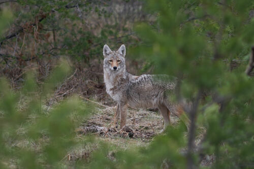 Coyote photographed in Michigan