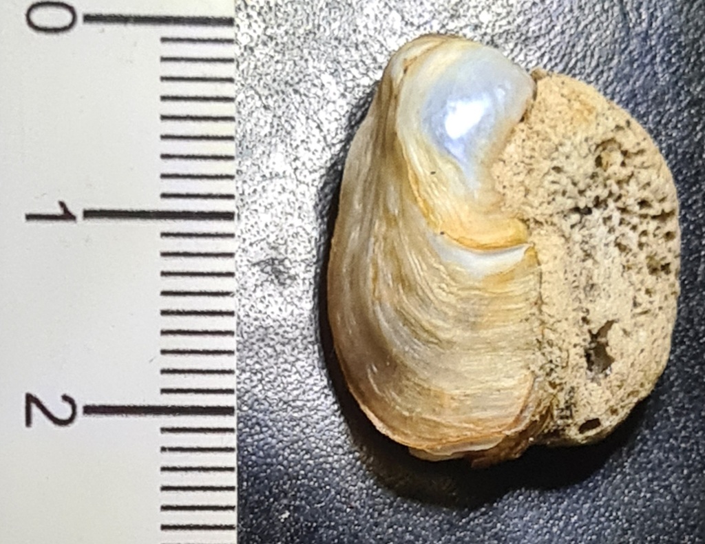 Entodesma patagonicum