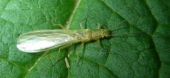 Chloroperlinae