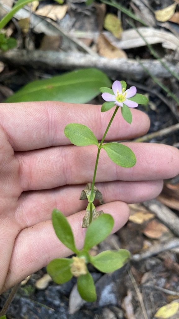 Coastal Rose Gentian from Immokalee, FL, US on May 17, 2023 at 0917 AM