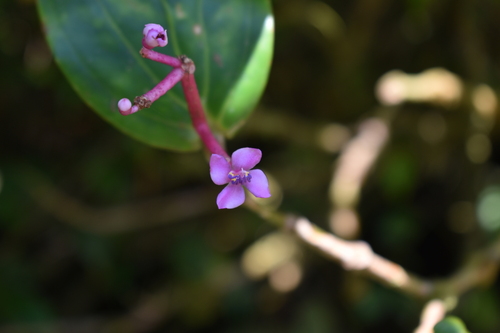 Malaysian orchid (Medinilla multiflora)