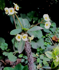 Euphorbia splendens