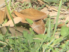 Anaea aidea