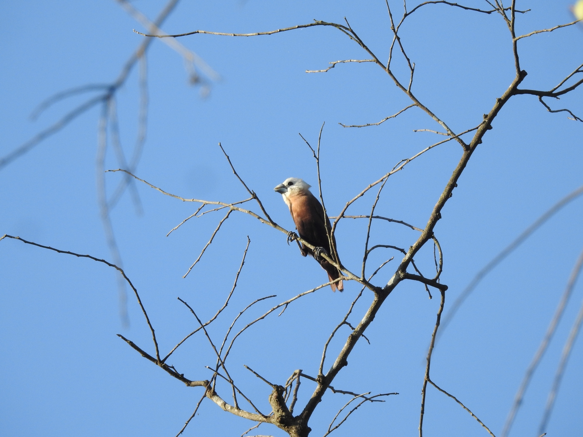 White-headed Munia