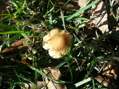 Candolleomyces candolleanus