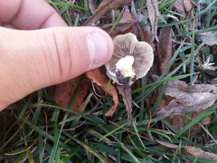 Candolleomyces candolleanus