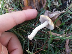 Candolleomyces candolleanus