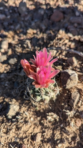 Image of Sclerocactus spinosior by (c) Andrew Dudley, some rights reserved (CC BY)