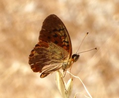 Speyeria adiaste