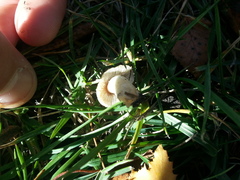 Candolleomyces candolleanus