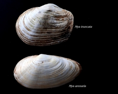 Mya truncata
