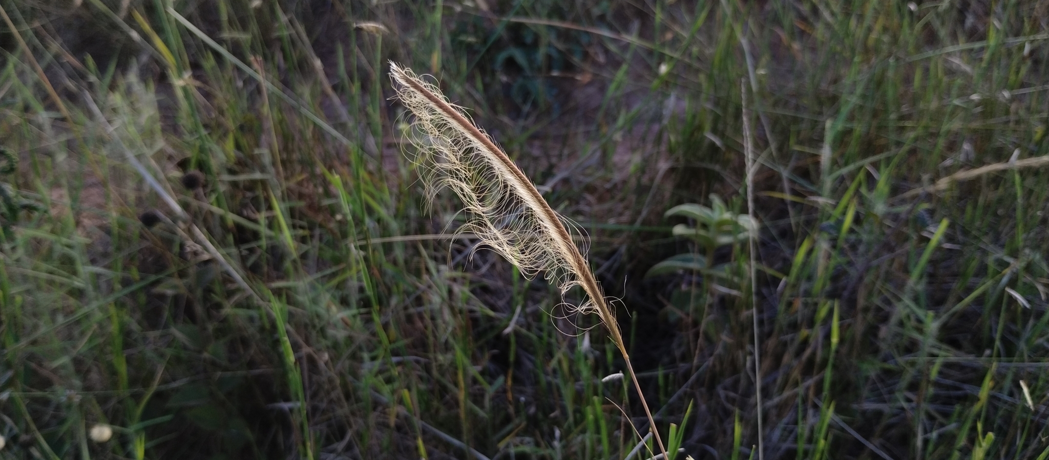 Trachypogon spicatus