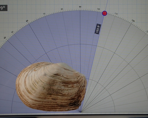 Truncate Softshell Clam