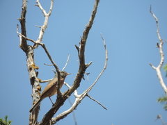 Curruca deserticola
