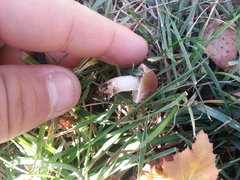 Candolleomyces candolleanus