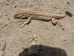 Acanthodactylus erythrurus