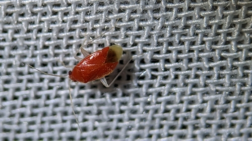 Sthenaropsidea mcateei