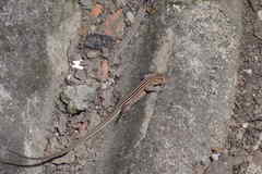 Cnemidophorus lemniscatus