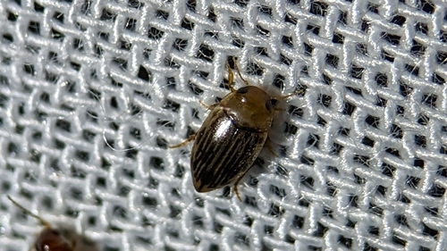 Neoporus vittatipennis