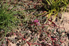 Indigofera humifusa