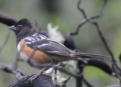 Pipilo maculatus magnirostris