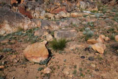 Ficinia cedarbergensis