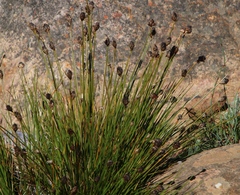 Ficinia cedarbergensis