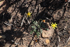 Bolandia pedunculosa