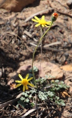 Bolandia pedunculosa