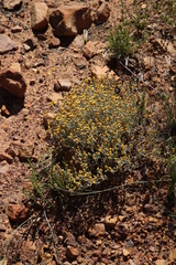 Helichrysum cylindriflorum