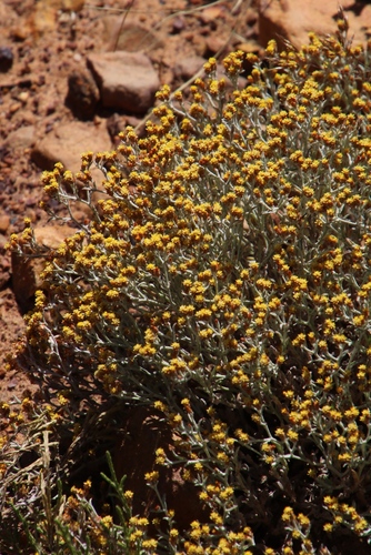 Image of Helichrysum cylindriflorum by (c) Tony Rebelo, some rights reserved (CC BY-SA)