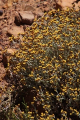 Helichrysum cylindriflorum