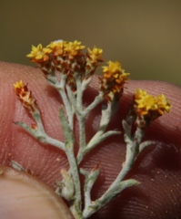 Helichrysum cylindriflorum