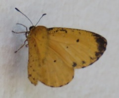 Pentila tropicalis