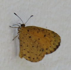 Pentila tropicalis