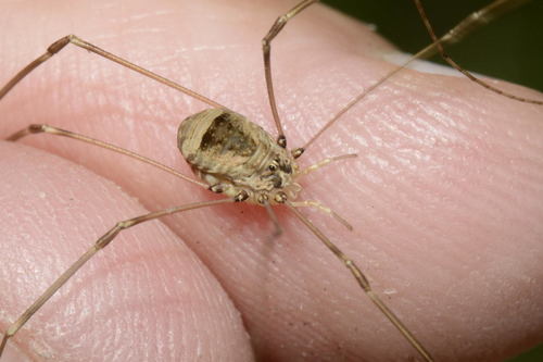 Leiobunum blackwalli