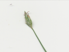 N/A (Fimbristylis ovata)
