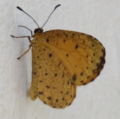 Pentila tropicalis
