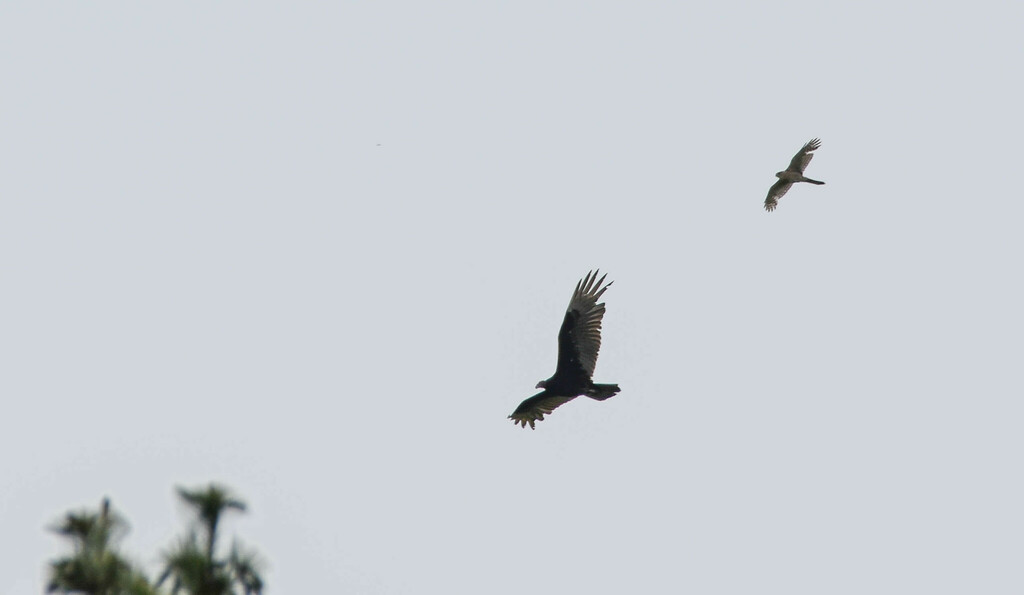Turkey Vulture from LeasideBennington, Toronto, ON, Canada on May 19