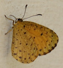 Pentila tropicalis